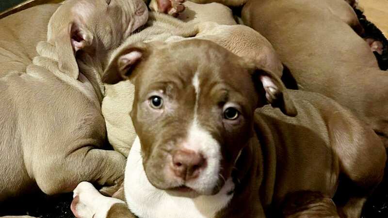 One of the XL Bully puppies (Image: SWNS)