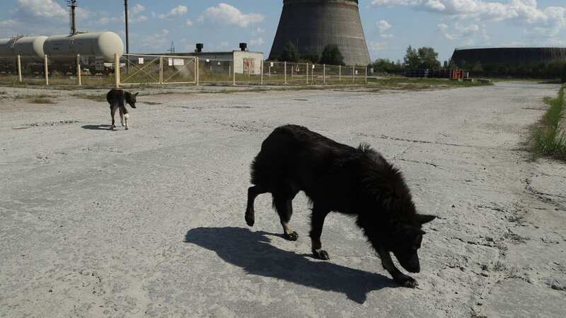 Stray dogs hang out near an abandoned, partially-completed cooling tower at the Chernobyl nuclear power plant (Image: Getty Images)