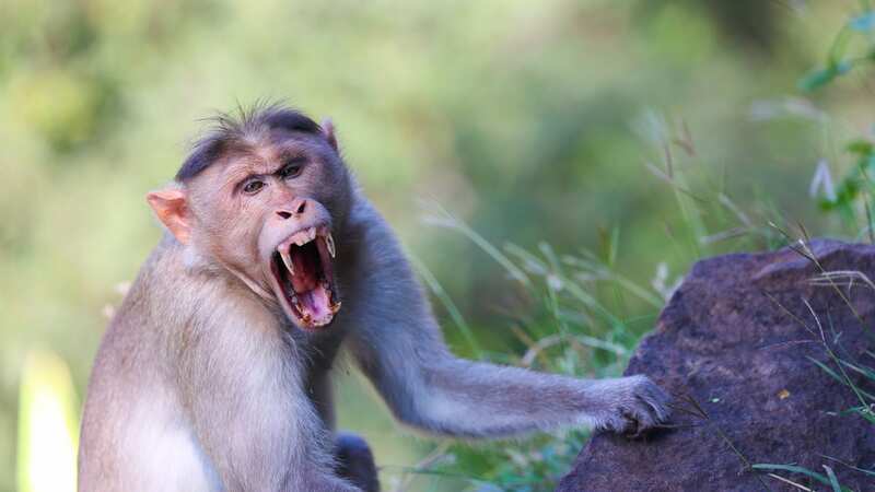 There have been several monkey-on-human attacks recorded in India over recent years (Image: Getty Images/iStockphoto)