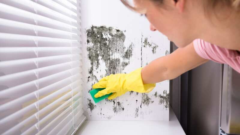 Nearly a third of Brits are living in homes with damp and mould (Image: Getty Images/iStockphoto)
