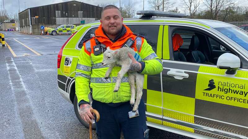 Elliot Flynn, with the lamb that he rescued from the central reservation of the M1 in Northamptonshire (Image: National Highways/SWNS)