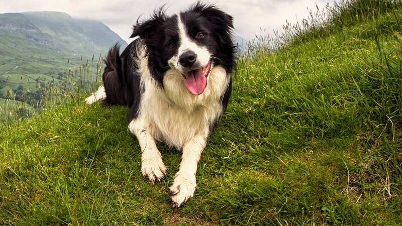 Cumbria in general is a great place to take a pooch (Image: Getty Images/iStockphoto)