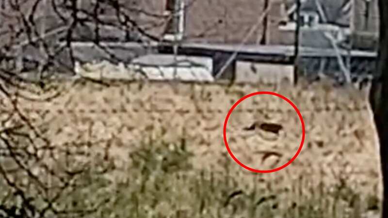 A large animal that appeared to be a big cat was spotted prowling nearby empty tennis courts in Kirrimuir, Angus (Image: Annie Mitchell / SWNS)