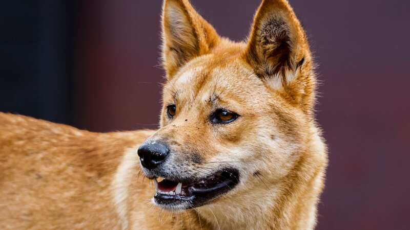 Two tourists were attacked by dingoes on K