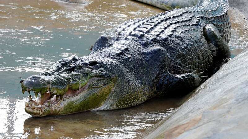 Giant 171-stone crocodile which 