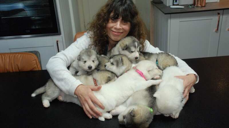 Gulin Milne with some of the puppies (Image: Bryn Melyn Alaskan Malamutes/SWNS)