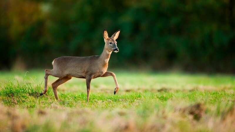 A deer [file image] (Image: Elliott Neep)