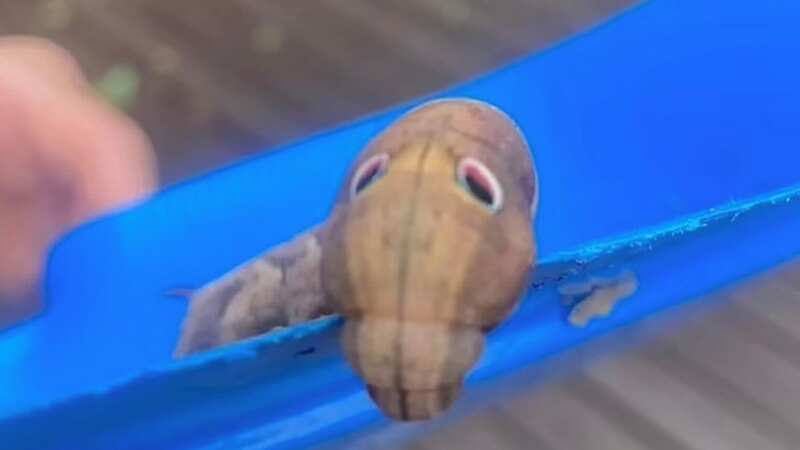 The curious looking creature was found in Australia (Image: Facebook)
