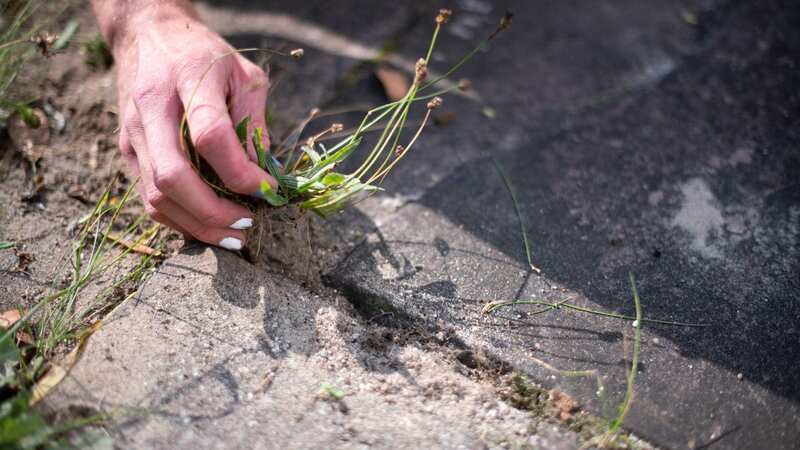 A gardening expert says a homemade weed killing concoction will banish pesky plants (stock image) (Image: Getty Images)