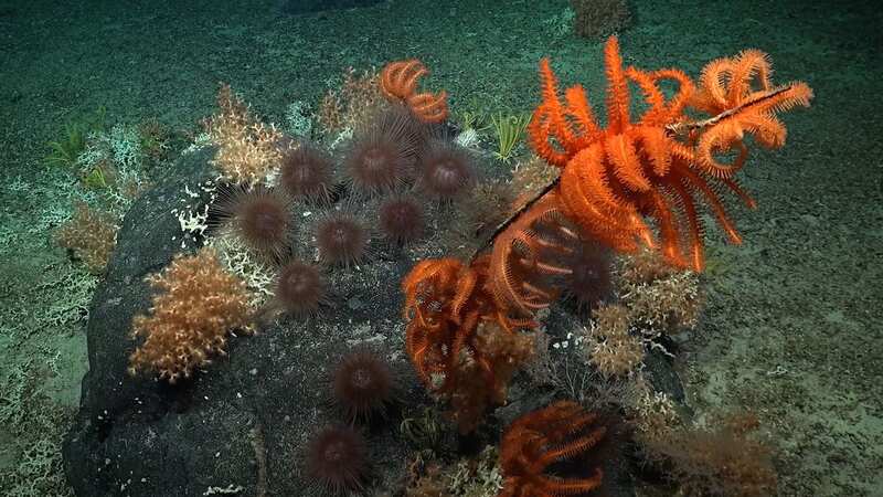They found deep-sea corals, sponges, sea urchins, amphipods, squat lobsters and other species (Image: No credit)