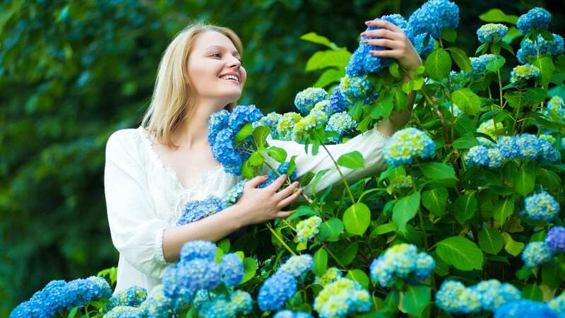 Enthusiastic gardeners share their tips for doubling glorious hydrangea blooms (stock image) (Image: Getty Images/iStockphoto)