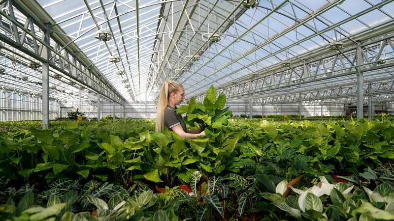Iliyana Matasheva inspects house plants growing at Bury Lane, a major UK peat-free grower which has completely switched its indoor facilities to the production of house plants (Image: 2024 PA Media, All Rights Reserved)