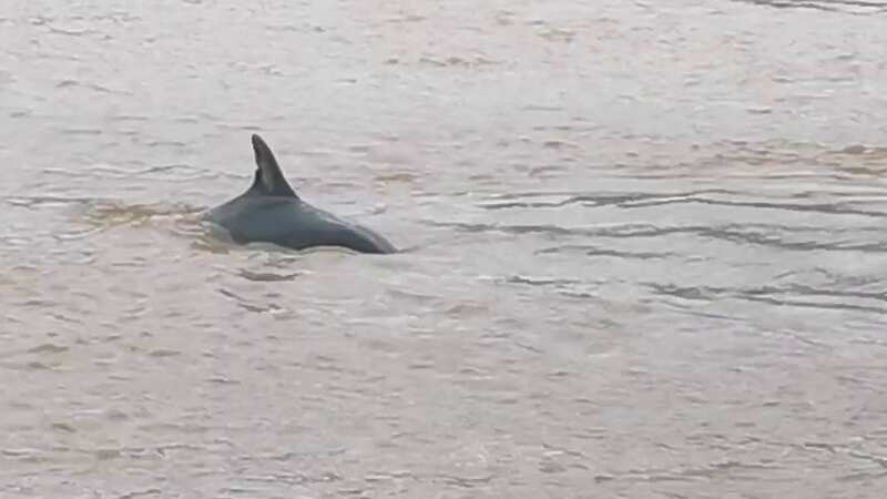 Dolphins were seen swimming in the River Thames (Image: RNLI/SWNS)