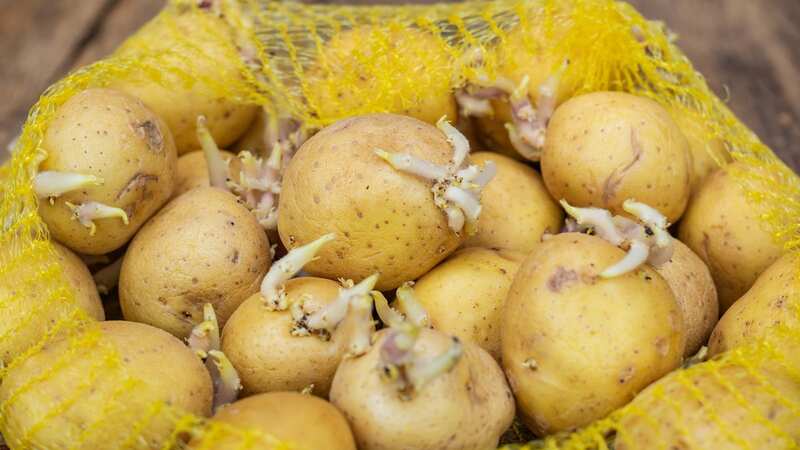 Potatoes should be stored in the fridge to keep them fresher for longer (Image: Getty Images/iStockphoto)