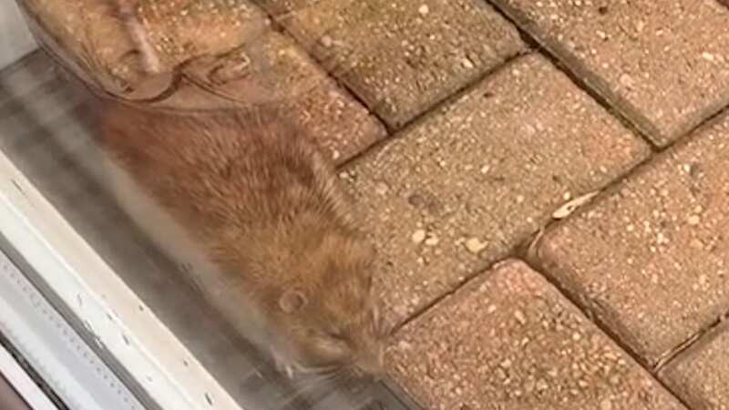 Wendy King was in her kitchen when saw the huge rat outside her house (Image: SWNS)