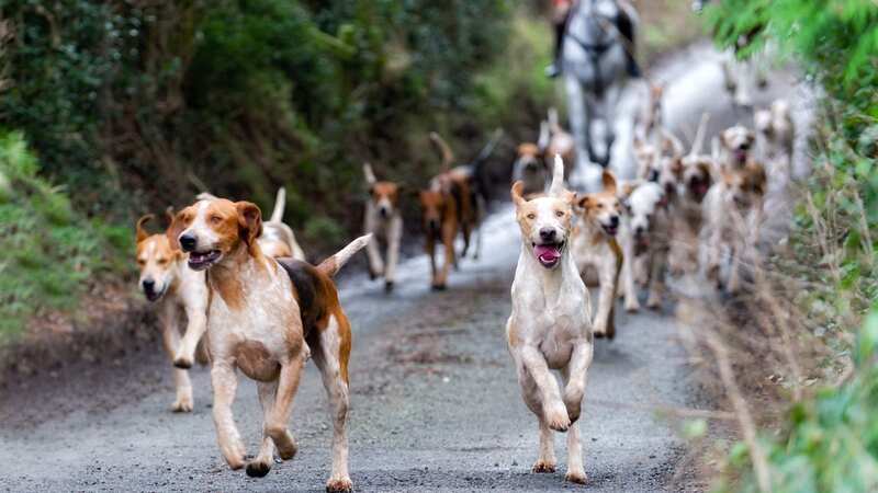 Some dogs might disappear from our parks and streets (Image: Getty Images/iStockphoto)