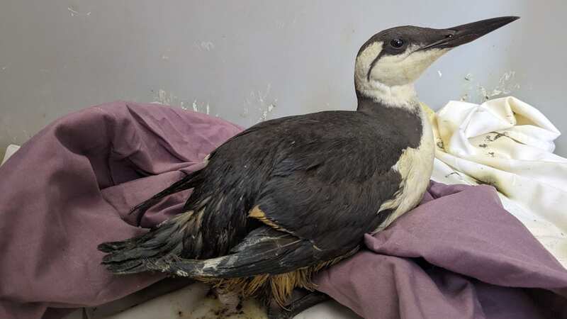 An oiled Guillimot rescued by the RSPCA (Image: RSPCA/SWNS)