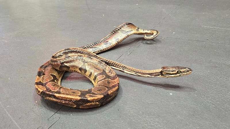 A python found in a donated sofa at a recycled furniture show (Image: Cunninghame Furniture Recycling/SWNS)