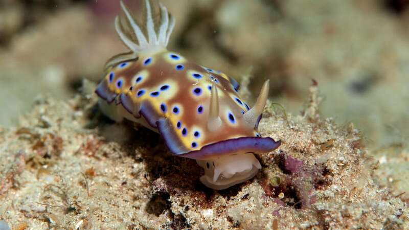 Sea slugs are referred to a 