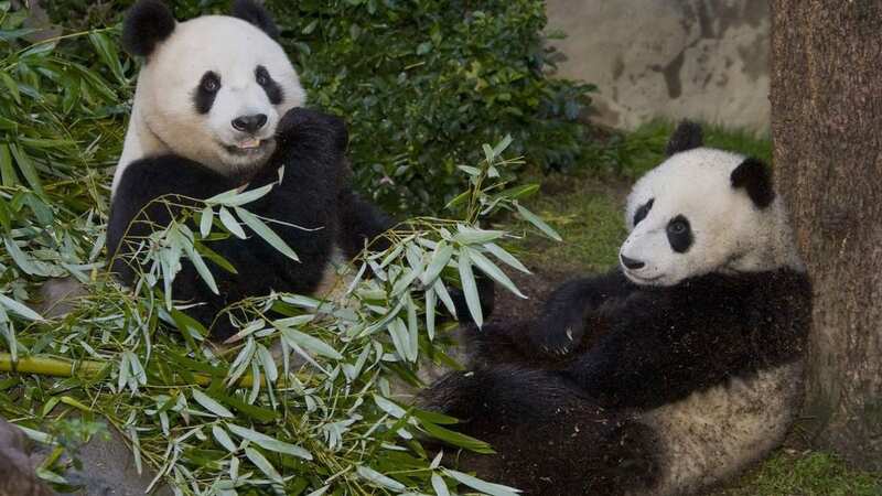 China agrees to send pandas to US again as zoos prepare to welcome giant pandas