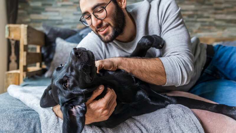 Your furry friends love you if they do these things. (Stock Photo) (Image: Getty Images/Westend61)