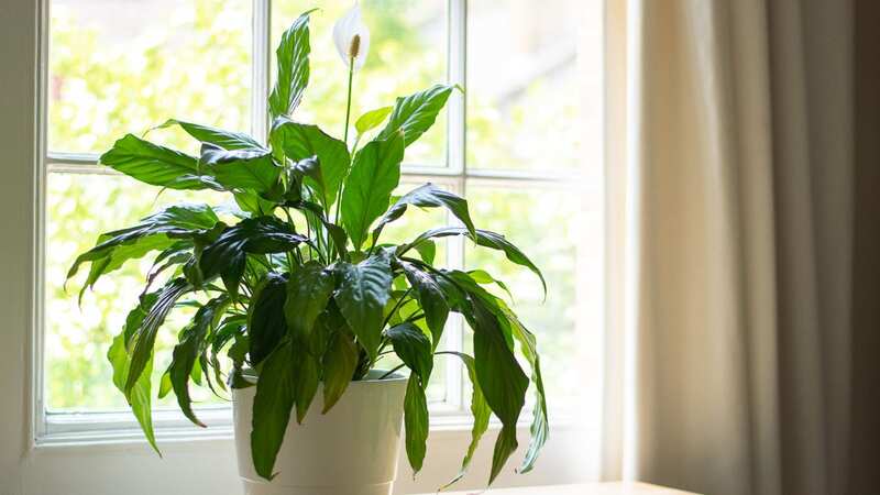 Revive your peace lily with this hack (Image: Getty Images/iStockphoto)