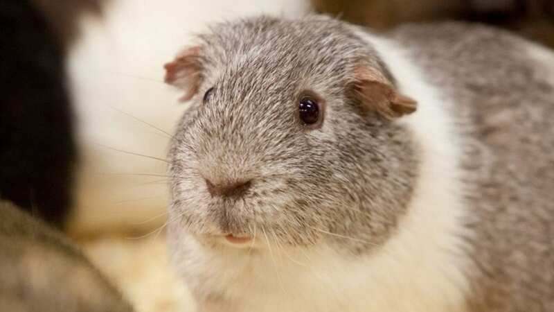 Randy escaped his male only enclosure at Hatton Adventure World in Warwickshire (Image: SWNS)