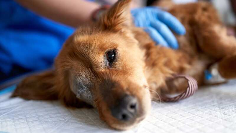 Look after your furry friends this Mother