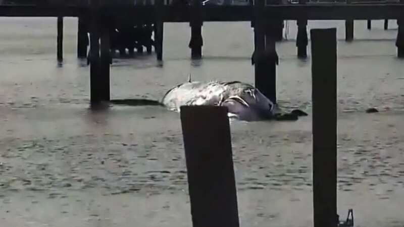 The whale got stuck in a pond in Rhode Island (Image: WPRI 12)