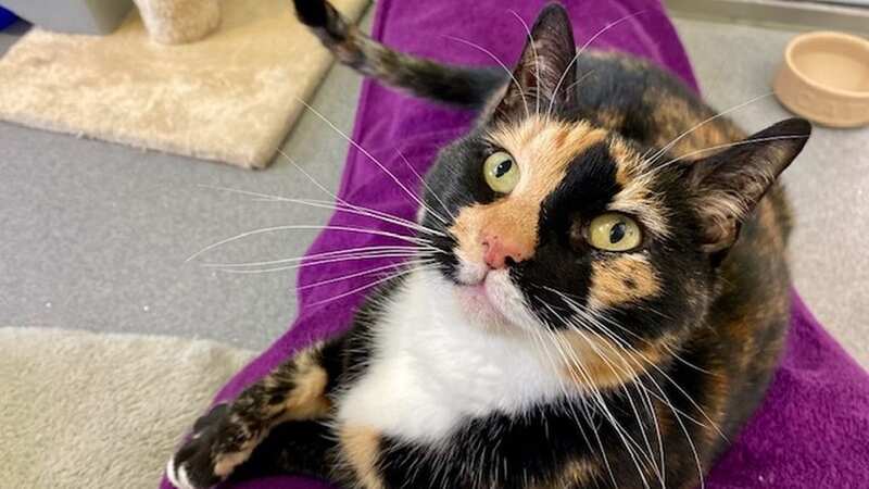 12-year-old Madame Nox is a distinguished and sweet-natured lady (Image: Battersea)