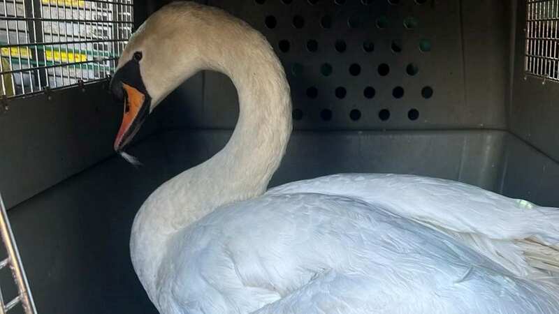 A heartbroken swan is being rehomed after losing his partner and being hit by a car in one week (Image: Wendy Hermon/SWNS)