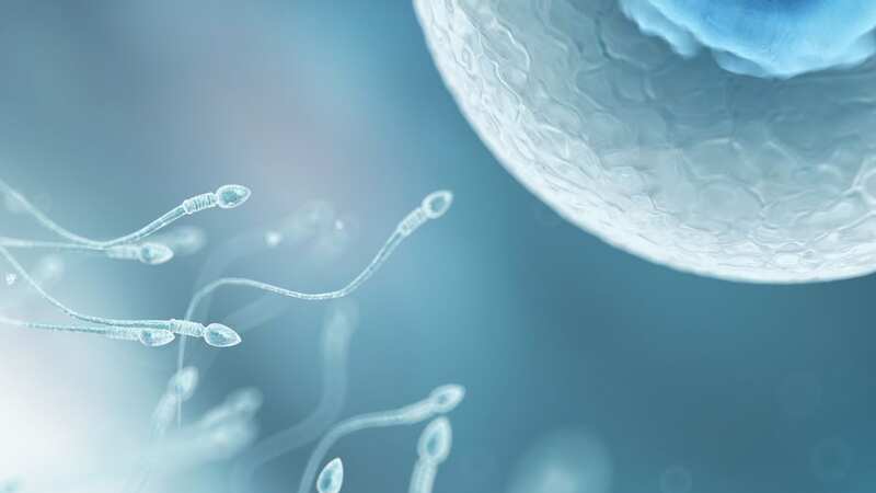 Research into sperm movements needed to fertilise an egg (Image: Sunday Mirror)