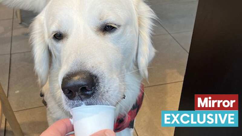 Starbucks sends customers into a froth by charging for once-free dog puppuccinos