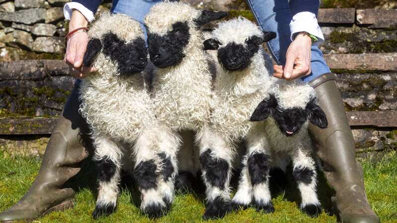 Three-week-old quadruplet Valais Blacknose lamb (Image: Katielee Arrowsmith/SWNS)