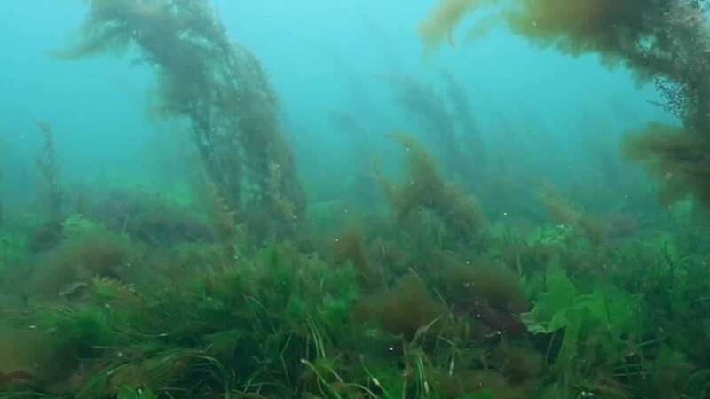 The seaweed off the coast of Cornwall (Image: University of Exeter/SWNS)