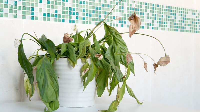 Revive your houseplants with this simple hack (stock image) (Image: Getty Images)