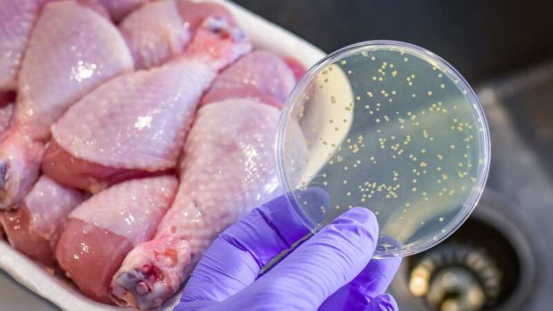 Salmonella is a bacterium that causes food poisoning in humans (Image: Getty Images/iStockphoto)