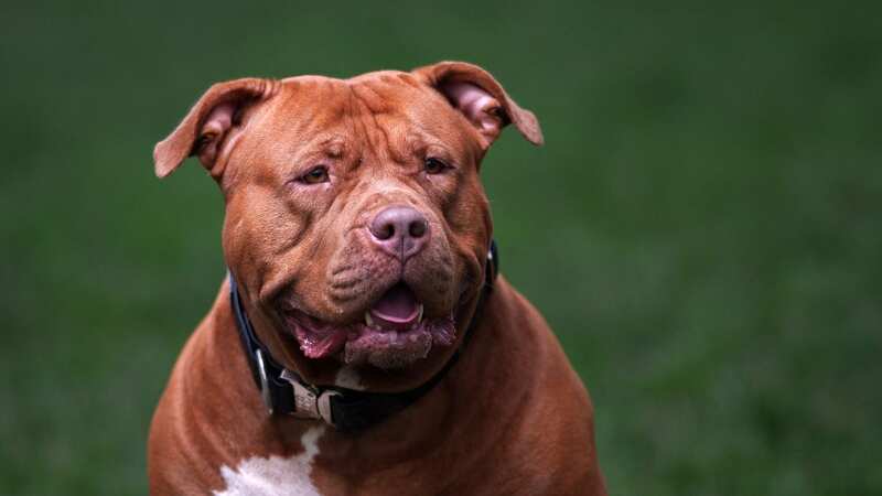 An XL Bully killed Bonnie (Image: Getty Images)