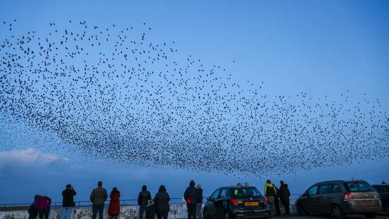 Crowds of people watch a murmuration of starlings on the roof of the Kingfisher Shopping Centre car park in Redditch, Worcestershire (Image: SWNS)