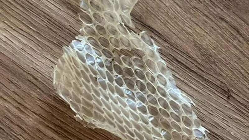Freshly shed snake skin was found (Image: Submitted)