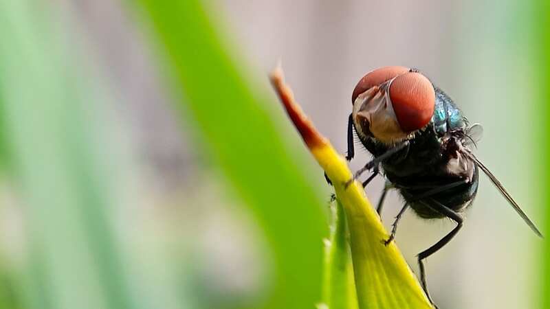 Two cases of cattle screwworm were transmitted to humans in Panama (Image: Getty Images)