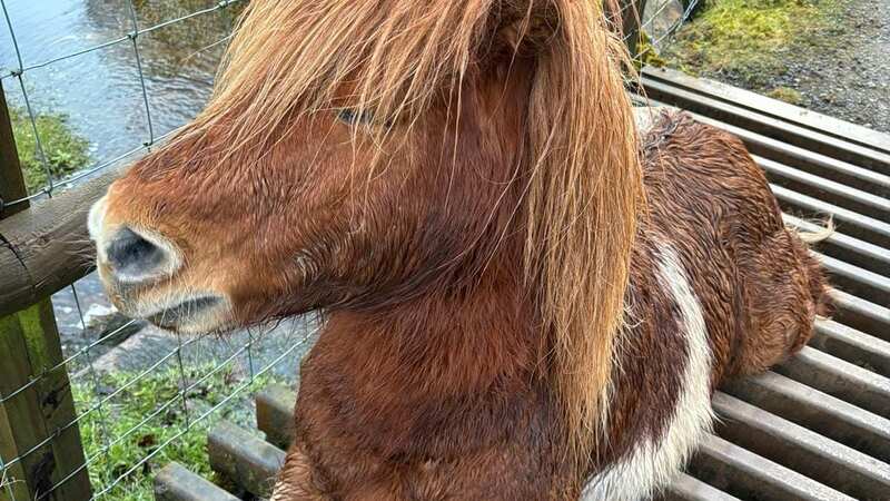 A Shetland pony who was stuck in a cattle grid has been rescued by fire service (Image: Mid and West Wales Fire and Rescue Service/SWNS)