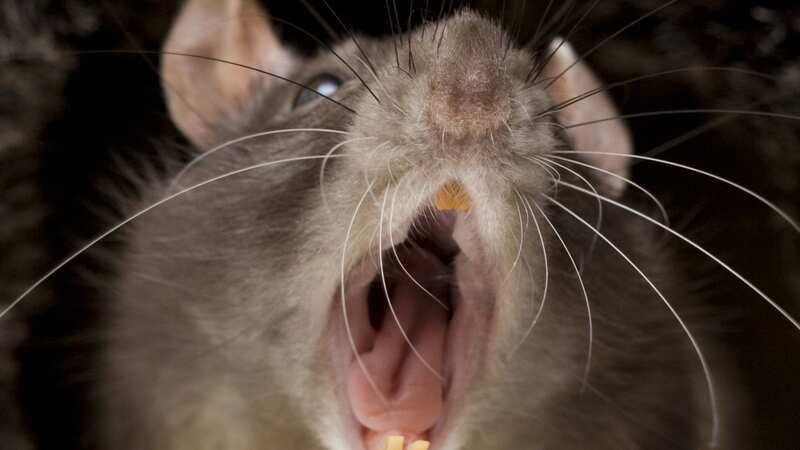 Neighbours have complained about a rodent problem in their street (generic photo) (Image: Getty)