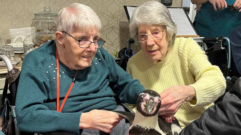 Humboldt penguins Widget and Pringle visit residents at Cedar Mews Care Home in Birstall, Leicestershire (Image: Berkley Care Group/SWNS)