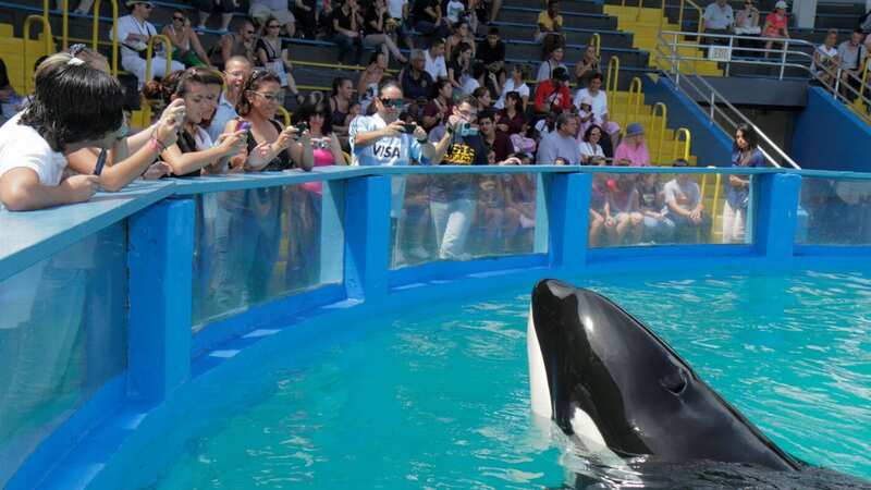 Lolita died in captivity after being taken from the wild in the 1970s (Image: Universal Images Group via Getty Images)
