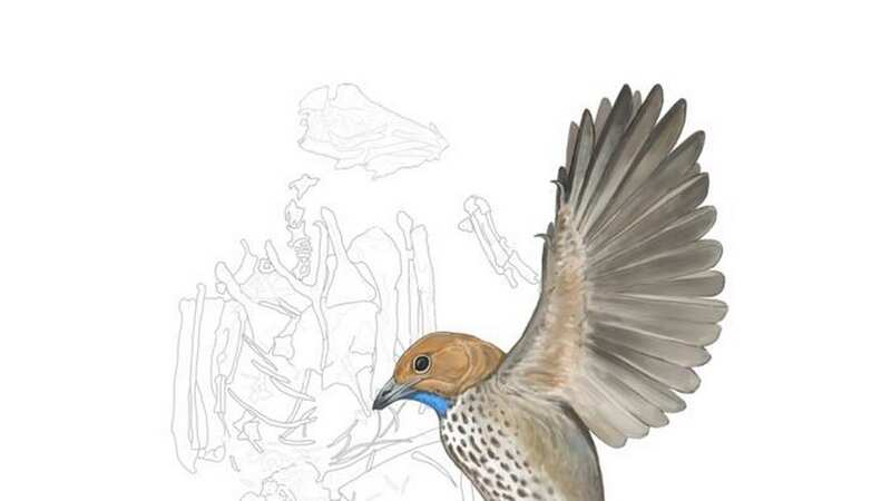 Bird fossil named after Attenborough pushes back history of toothless birds