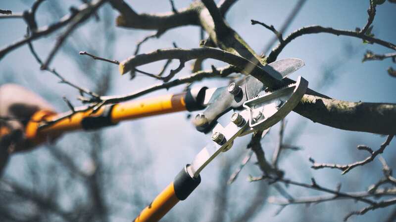 Gardening enthusiasts need to be wary when it comes to their trees (stock image) (Image: Getty Images/iStockphoto)