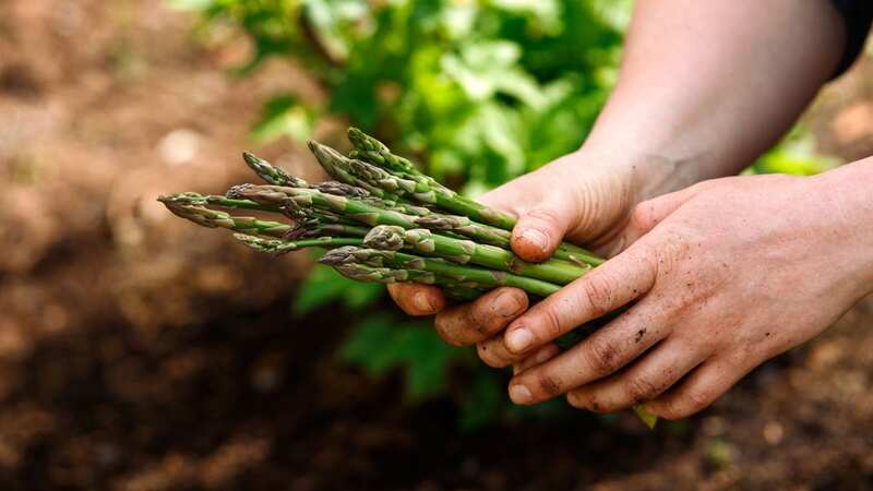 You can keep your asparagus fresher for longer (stock photo) (Image: Getty Images/iStockphoto)