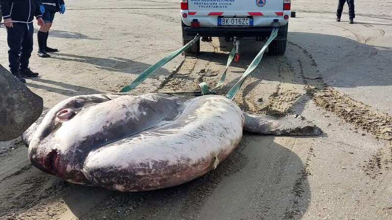 Locals had to get creative in their attempts to remove the massive fish after it washed ashore overnight at the weekend (Image: CEN)