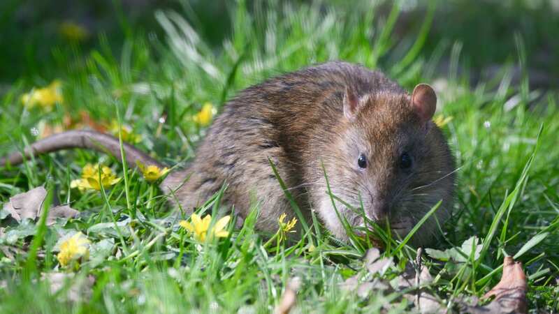 Once rats make a home in your garden, they are tricky to shift (Image: Getty Images)
